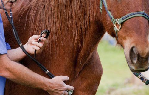 malaseb caballo