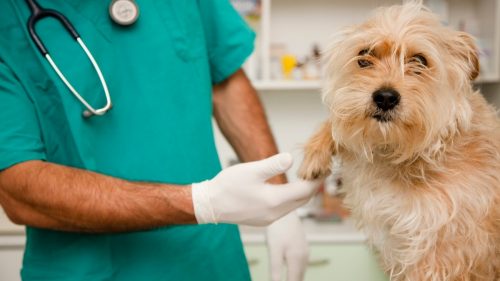 malaseb veterinario